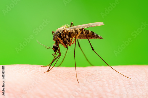 Malaria Mosquito Bite on Green Background. Encephalitis, Yellow Fever, Dengue, Malaria Disease, Mayaro or Zika Virus Infectious Culex Mosquitoe Parasite Insect Macro. © nechaevkon