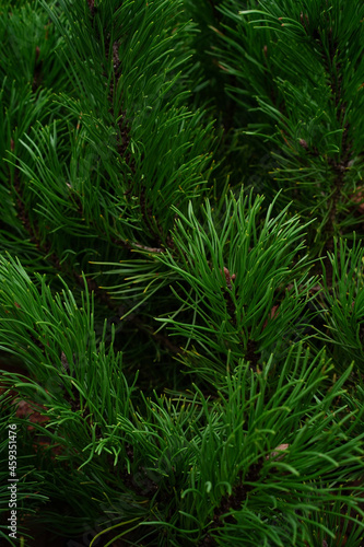 aabstract background of dark green coniferous branches, pine needles texture, nature background