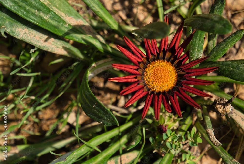Macro portrait of a red Gazania. Botanical name: Gazania rigens Macro portrait of a red Gazania. Botanical name: Gazania rigens