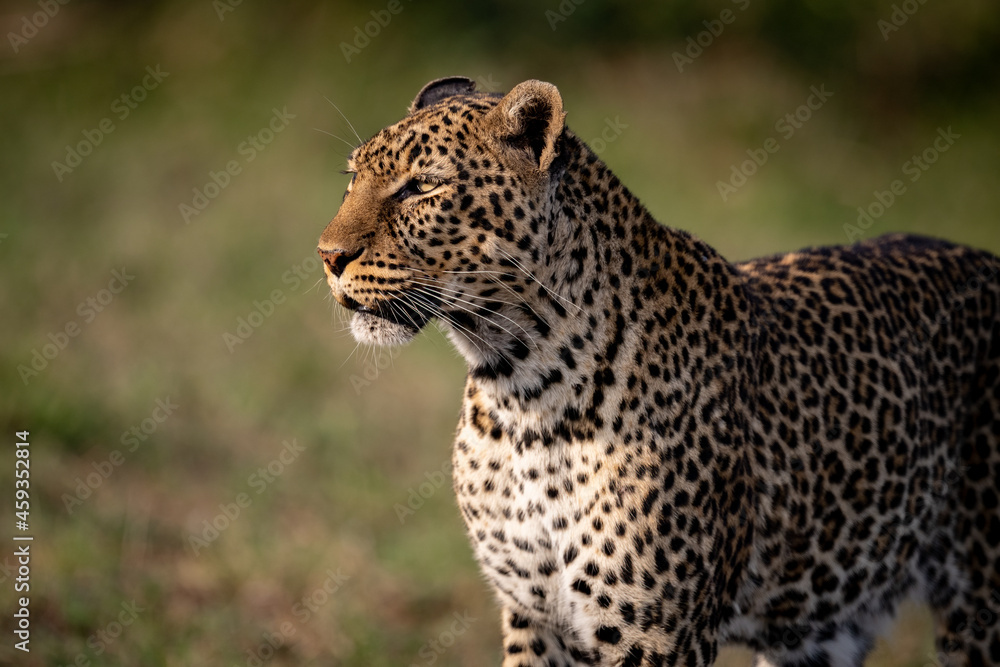 Fototapeta premium A leopard in Africa 