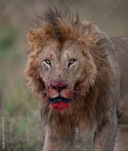 Fototapeta Naklejka Na Ścianę i Meble -  A male lion with a bloody face in the Masai Mara, Africa