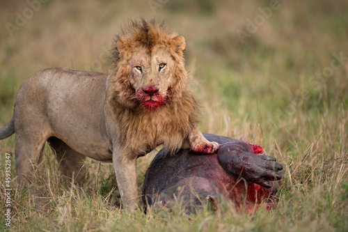 Photography A male lion with a bloody face in the Masai Mara, Africa