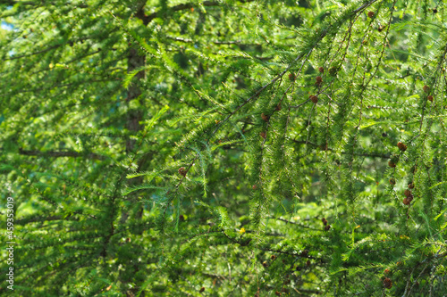 Fresh beautiful green leaves larix laricina aur tamarack, sunlight. Hackmatack, eastern larch photo