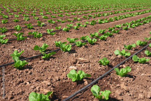 planting of lettuce with drip irrigation
