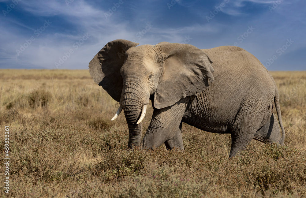 Obraz premium An Elephant in Africa