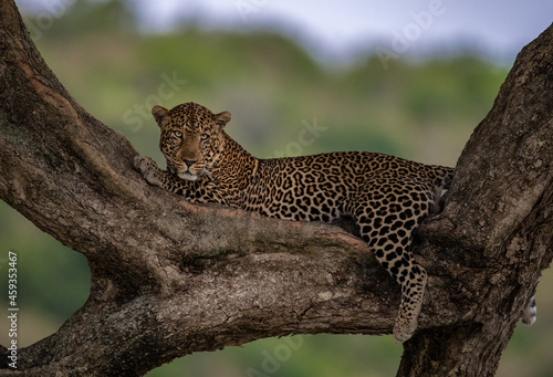 A Leopard in a Tree in Africa © Harry Collins