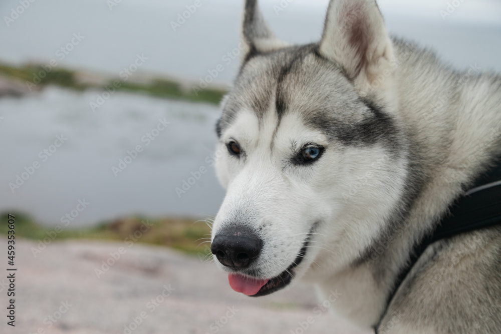 Fototapeta premium A dog on a journey against the backdrop of northern nature
