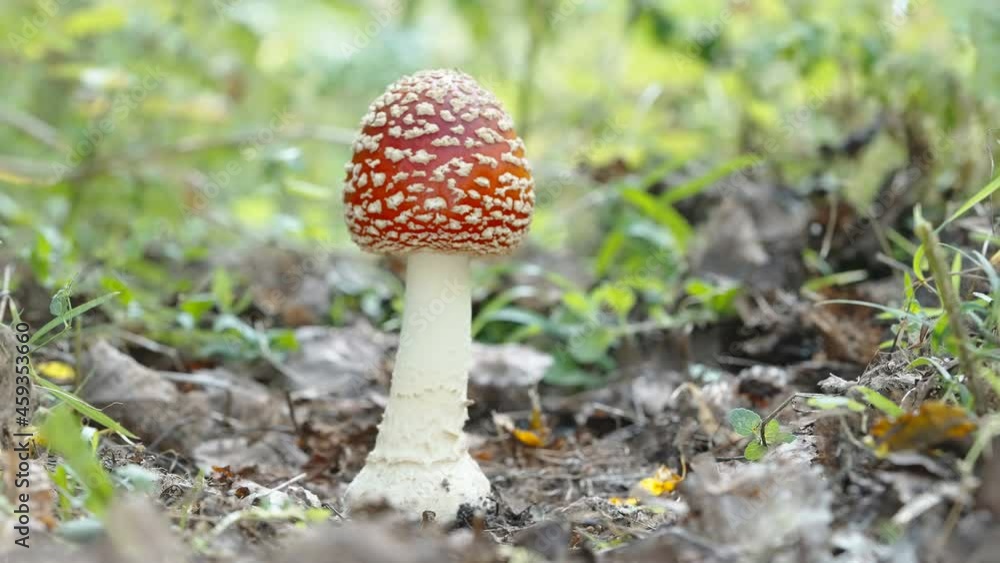 The small fly agaric mushroom in the forest that is known to be dangerous and poisonous specie in Estonia The small fly agaric mushroom in the forest that is known to be dangerous and poisonous specie in Estonia