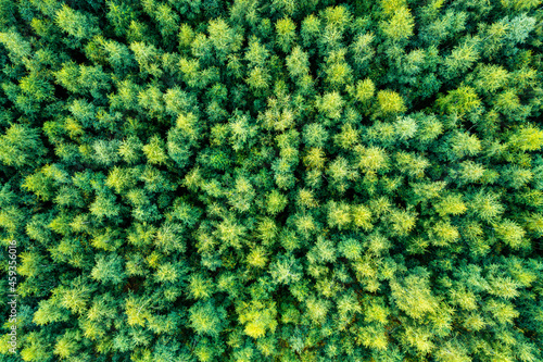 The tops of the tree top view, for background, summer background