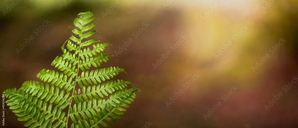 Tekstura zielonego jesiennego liścia paproci z naturalnym nieostrym tłem na skraju leśnej polany. Panorama. - obrazy, fototapety, plakaty 