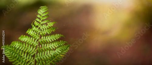 Tekstura zielonego jesiennego liścia paproci z naturalnym nieostrym tłem na skraju leśnej polany. Panorama.