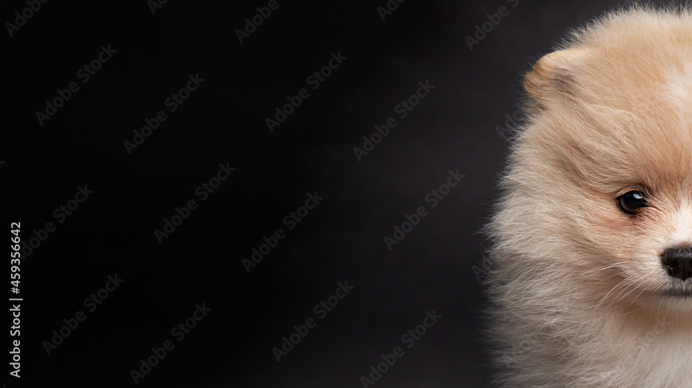 Cute cream red Pomeranian Spitz looking at the camera on a black background. half muzzle view A red haired pet with black beady eyes is posing. Close up face portrait. Banner Cute cream red Pomeranian Spitz looking at the camera on a black background. half muzzle view A red haired pet with black beady eyes is posing. Close up face portrait. Banner