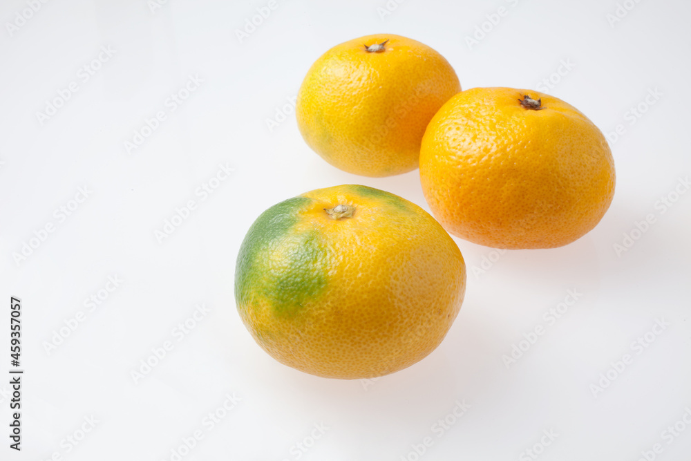 早生みかん 早生みかん