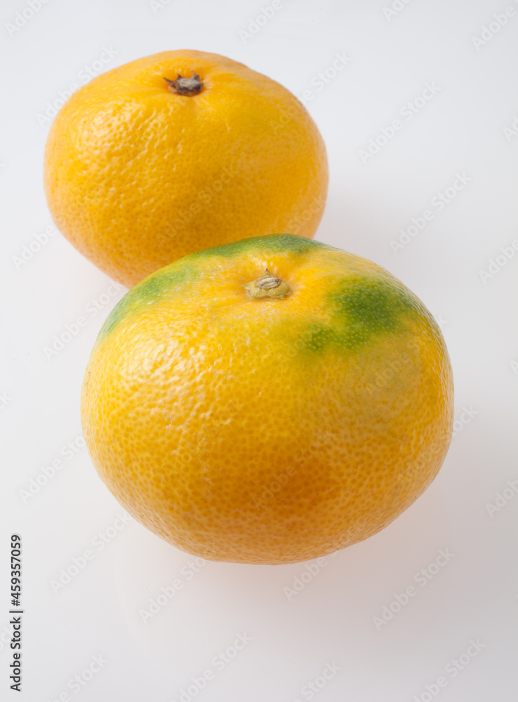 早生みかん 早生みかん