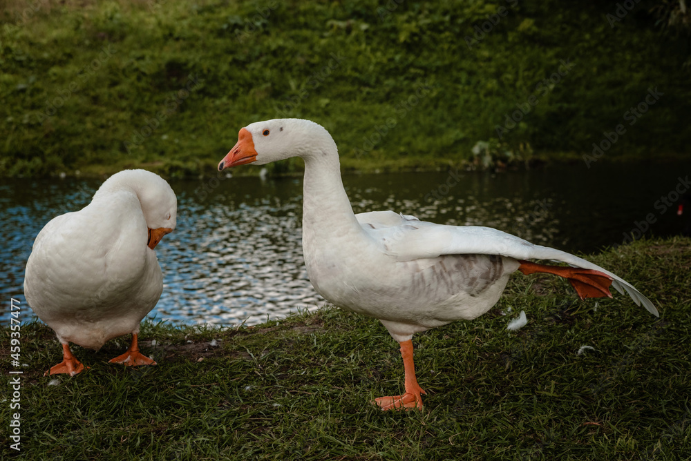 White geese do gymnastic exercises on the river bank. High quality photo White geese do gymnastic exercises on the river bank. High quality photo