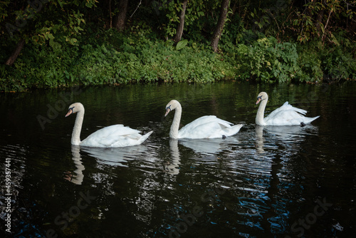Three white swans sail along the river. High quality photo