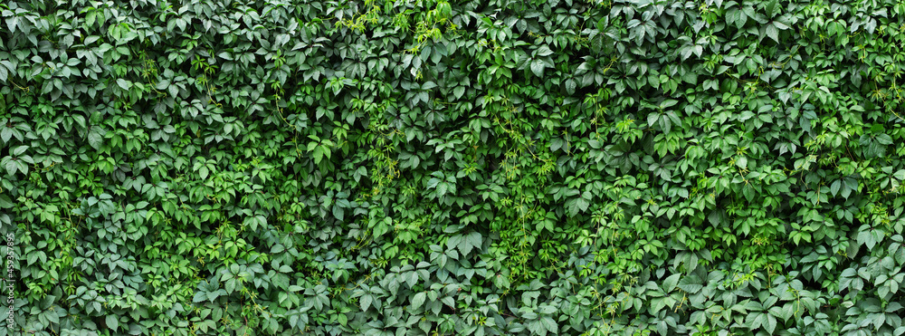 hedge ivy background. foliage of green plants - obrazy, fototapety, plakaty 
