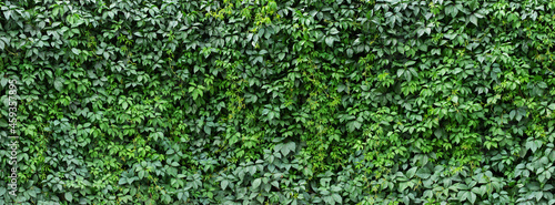 hedge ivy background. foliage of green plants photo