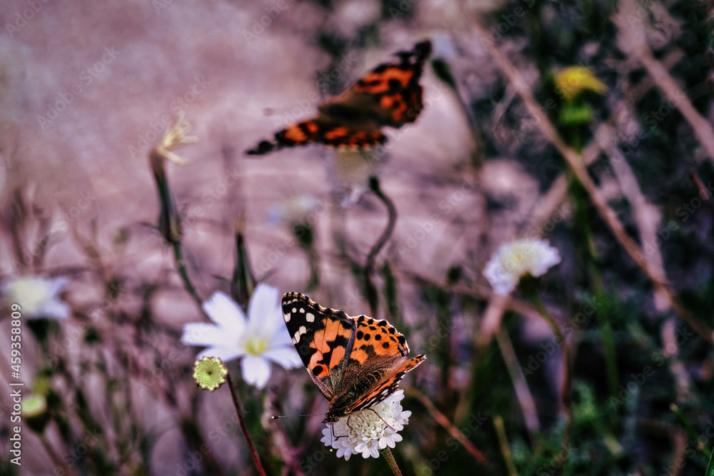 Obraz premium butterfly on a flower