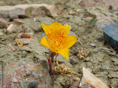 Amancay (Alstroemeria patagonica), yellow flower of patagonian steppe photo