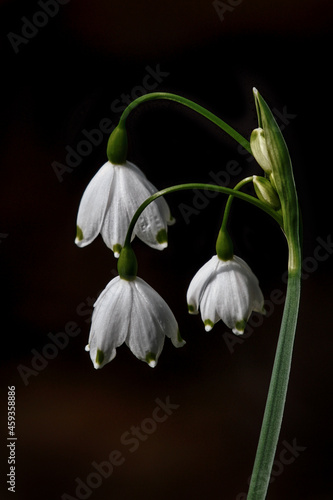 snowdrop flower isolated on black
