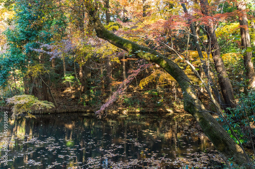 Fototapeta Naklejka Na Ścianę i Meble -  滄浪泉園の池と紅葉