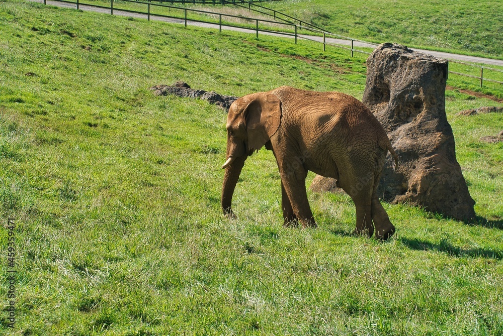 Naklejka premium animals in freedom