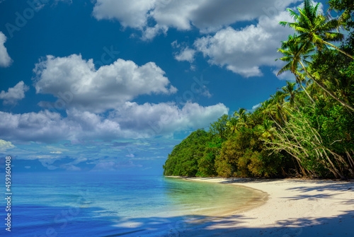 beach with palm trees © loren