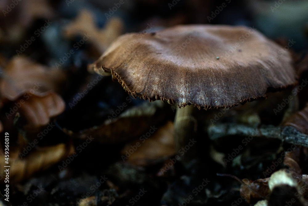 mushroom in the forest mushroom in the forest