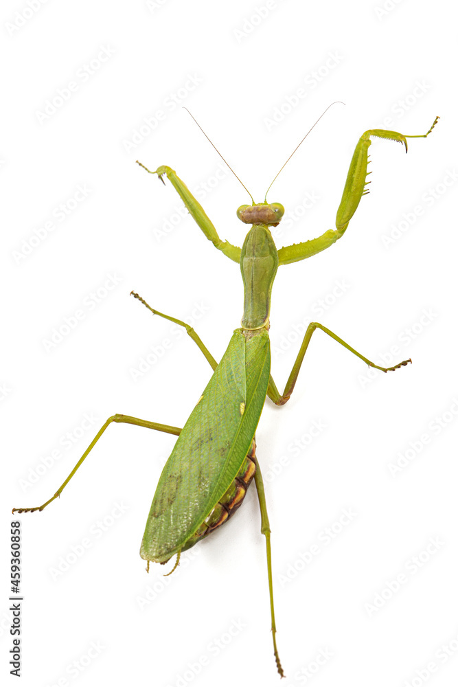 Mantis ordinary or mantis religious, isolated on white background Mantis ordinary or mantis religious, isolated on white background