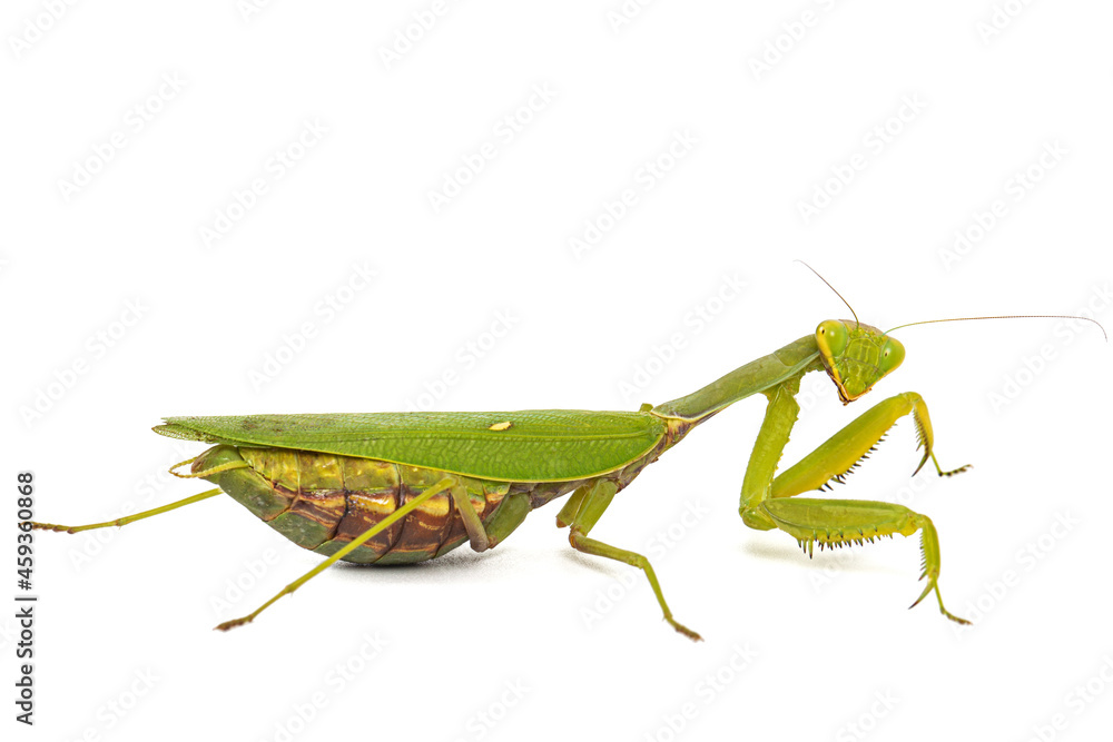 Mantis ordinary or mantis religious, isolated on white background Mantis ordinary or mantis religious, isolated on white background