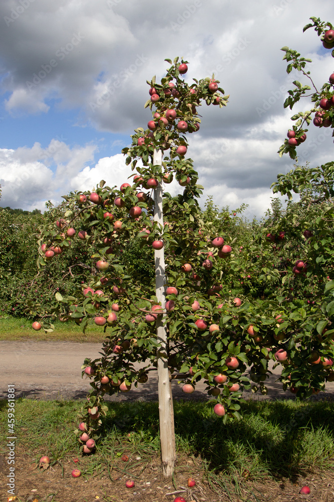 Landscape of an apple field 