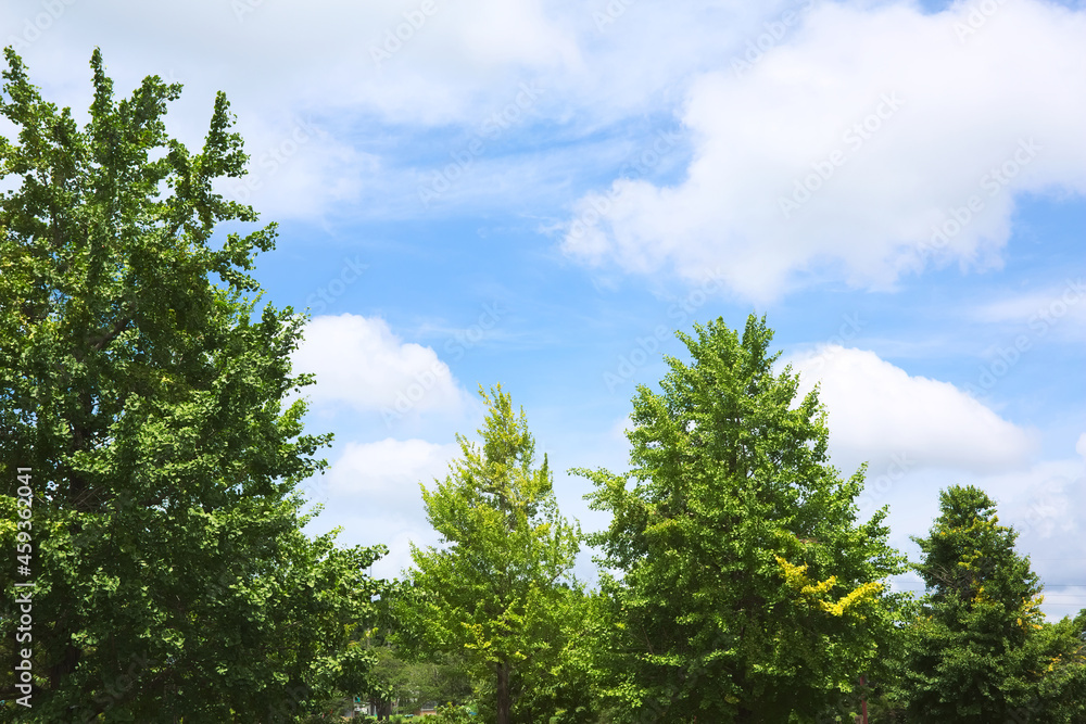 いちょうの葉と夏の青空 いちょうの葉と夏の青空