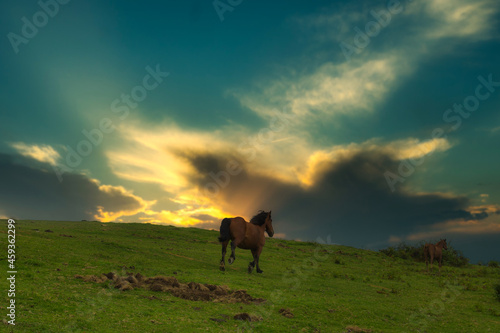 horse in meadow at sunset