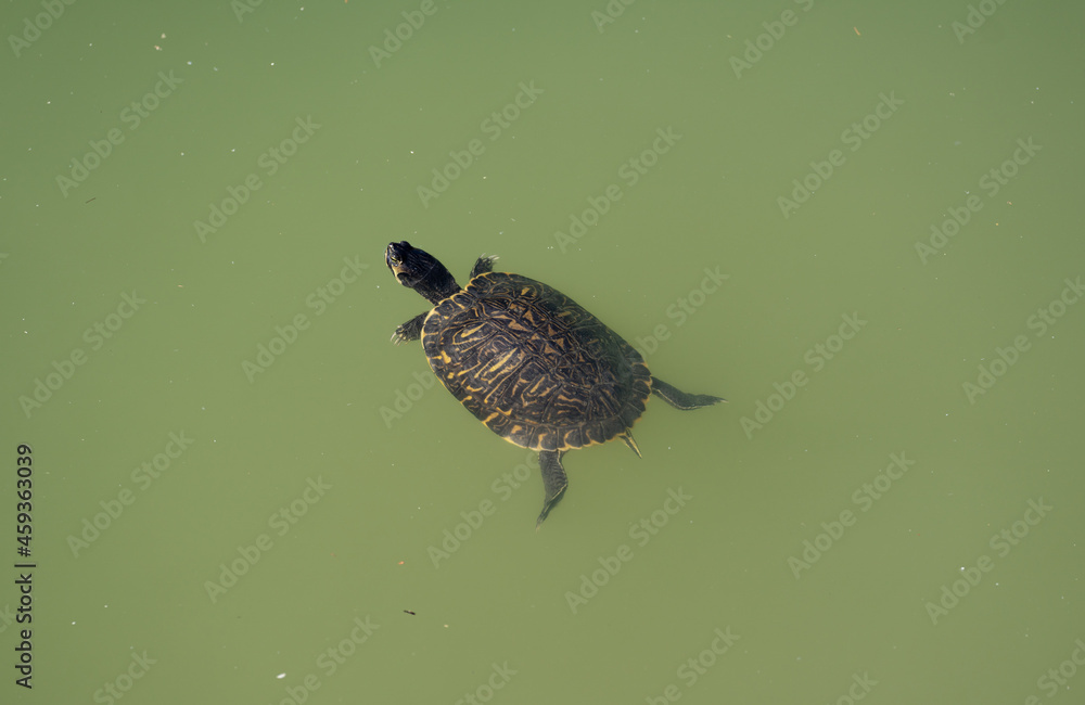 turtle swimming lake turtle swimming lake
