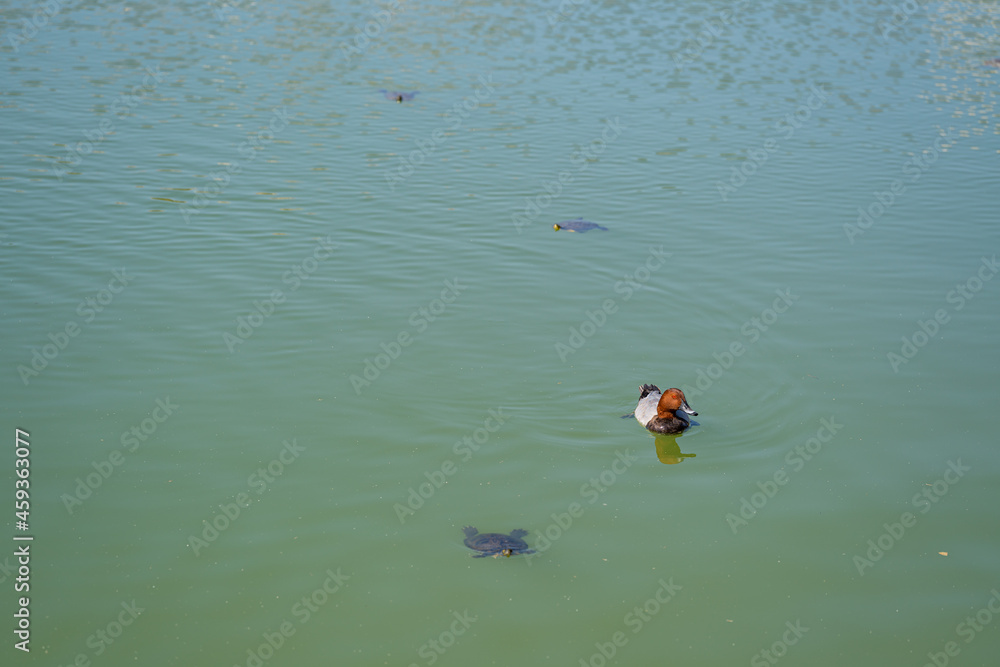 duck swimming in lake water