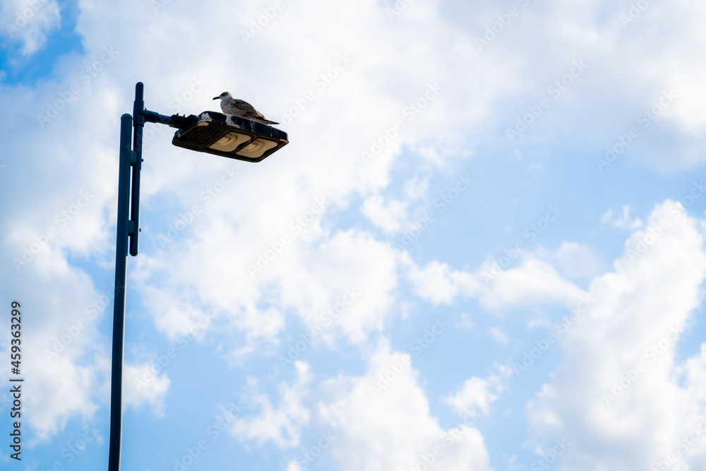 streetlight with seagull and cloud background streetlight with seagull and cloud background
