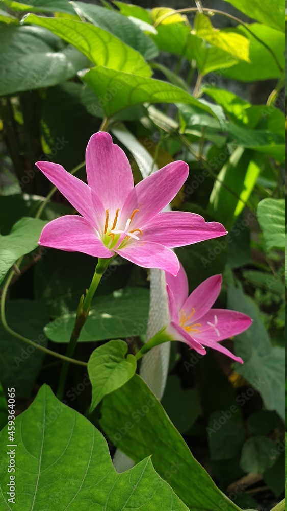 Pink flower