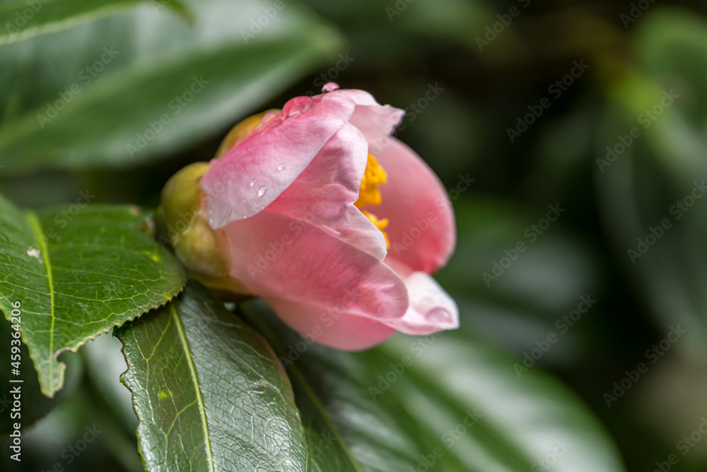 camellia japonica
