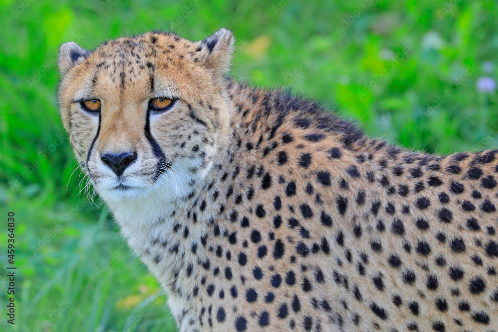 Gepard portrait in the green grass Gepard portrait in the green grass