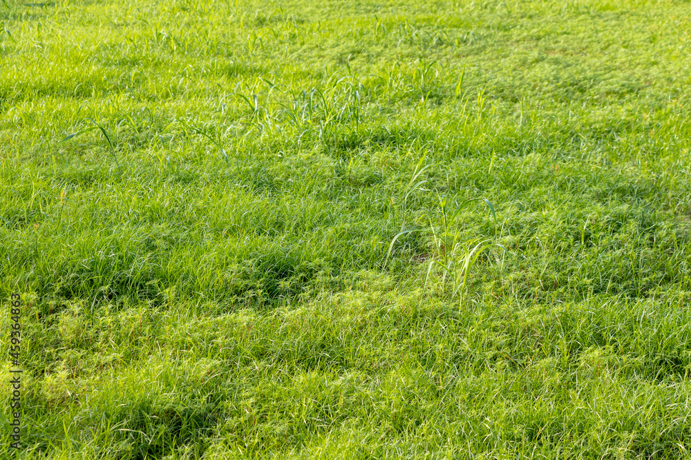 緑の草に覆われた地面 Stock Photo | Adobe Stock