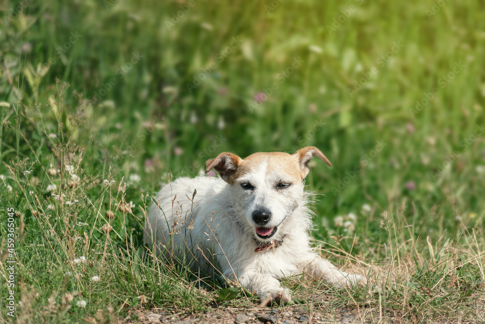 broken Jack Russell sleeps in nature broken Jack Russell sleeps in nature