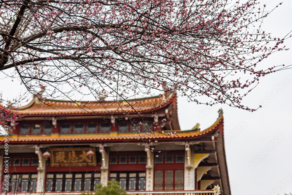 The pink plum blossoms in Buddhist temples are open The pink plum blossoms in Buddhist temples are open