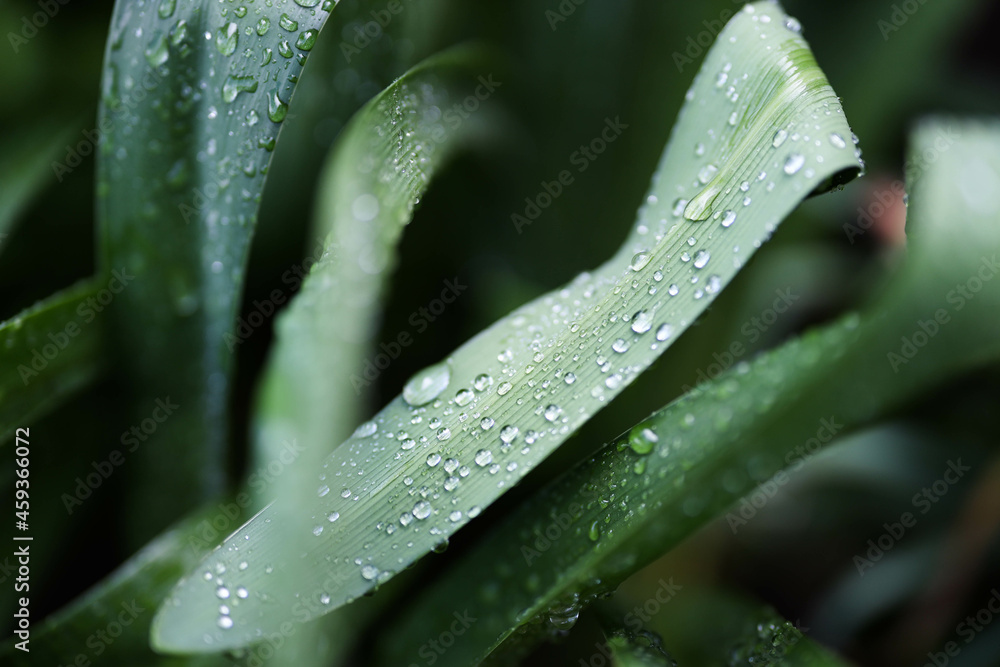 Fresh Spring Time Raindrops on Agapanthus Leaves Fresh Spring Time Raindrops on Agapanthus Leaves