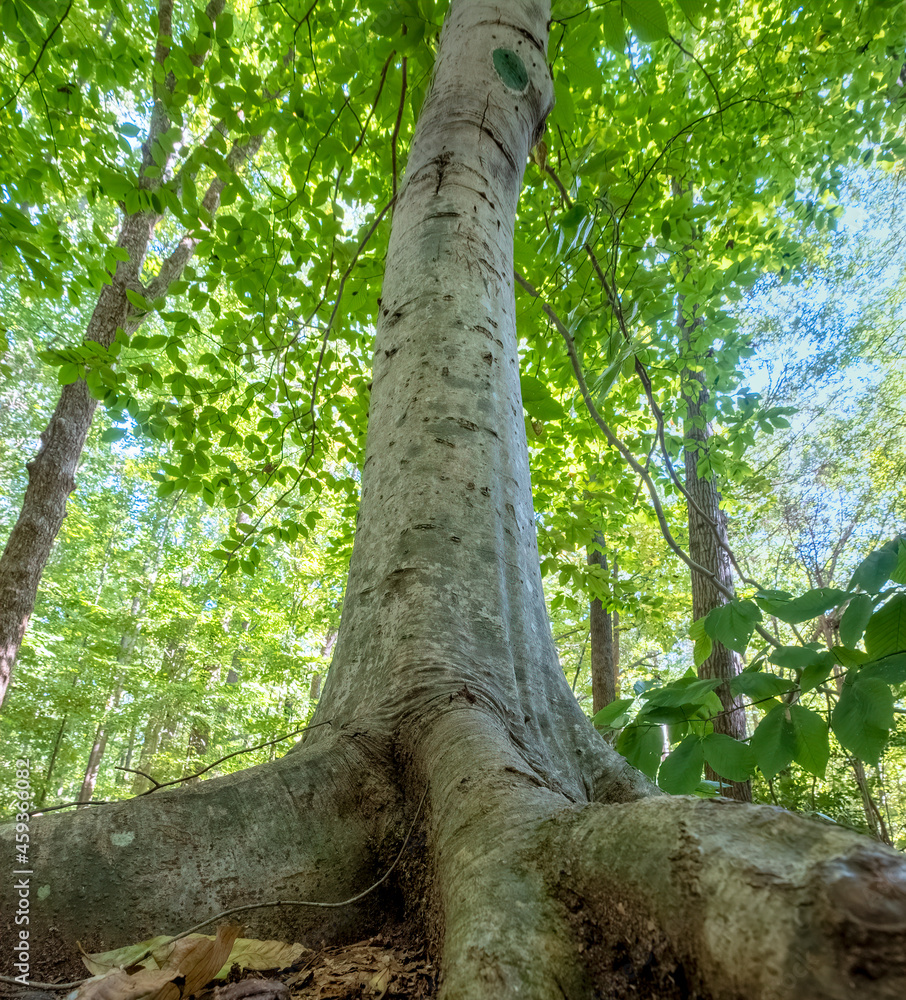 Fototapeta premium American Beech (Fagus grandifolia) at Evergreen Nature Preserve in Charlotte, North Carolina