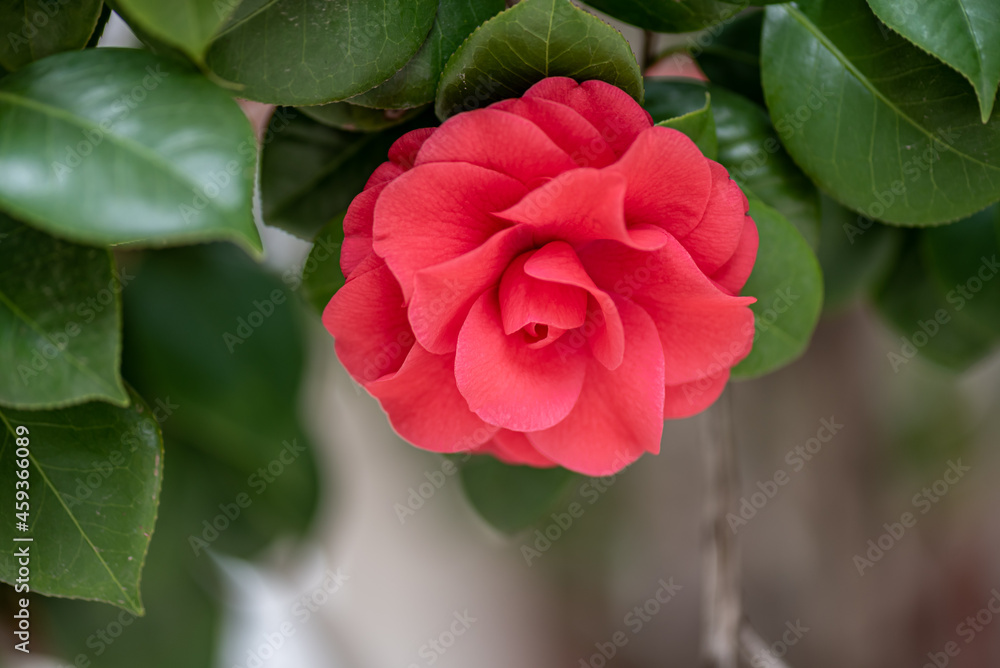 Close up of red camellia against a green background Close up of red camellia against a green background