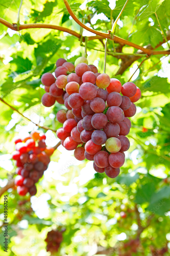 The vineyard The vineyard