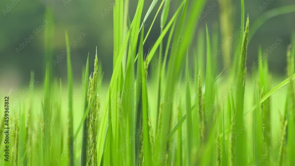 Grass stalks sway slowly in a breeze in the paddy field close up. Grass stalks sway slowly in a breeze in the paddy field close up.
