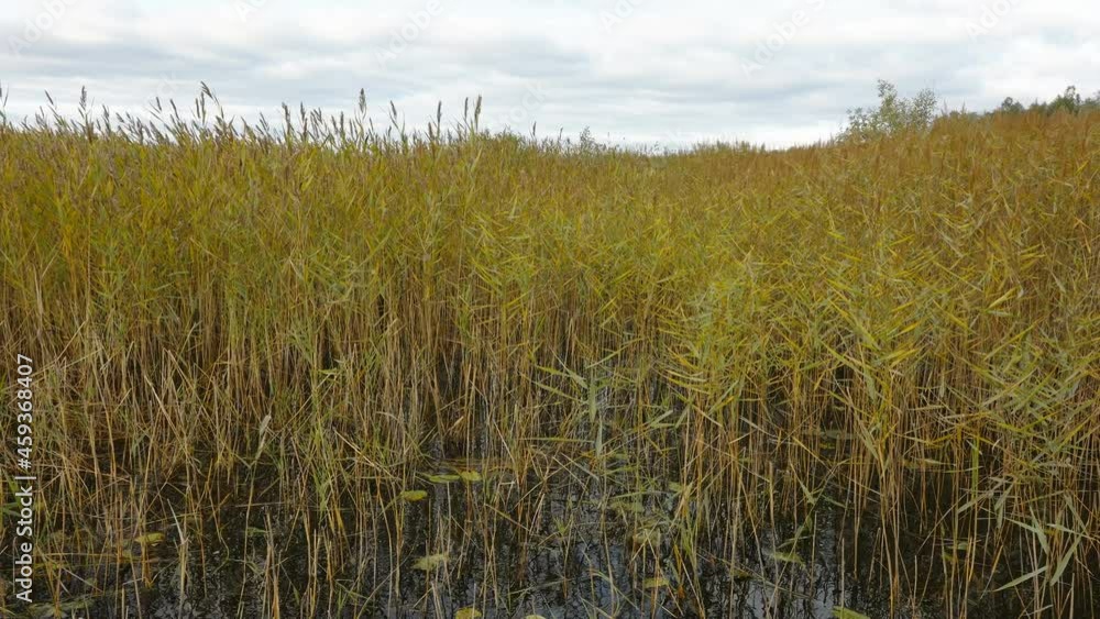 Tall reed grasses on the watery swamp in the forest on a windy day in Estonia Tall reed grasses on the watery swamp in the forest on a windy day in Estonia