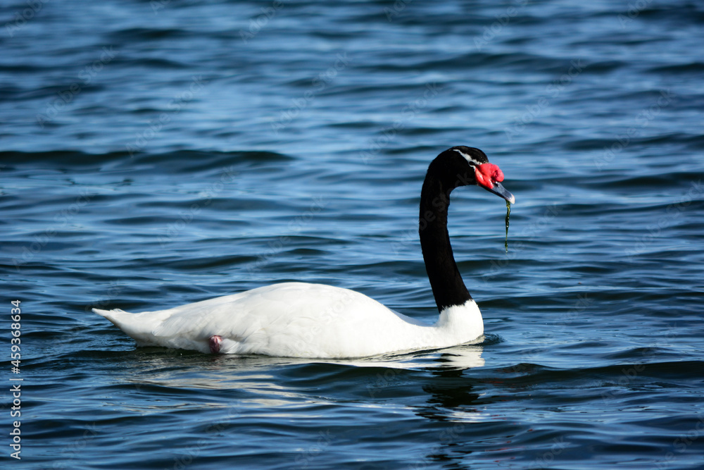 Obraz premium Cisne de cuello negro